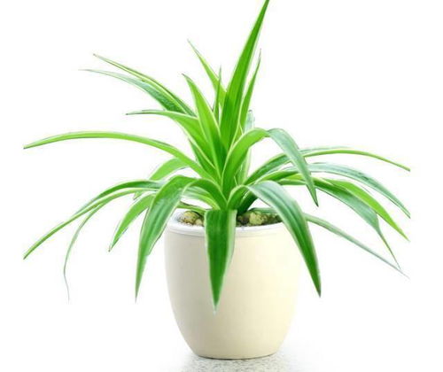 其他适合室内养殖的植物