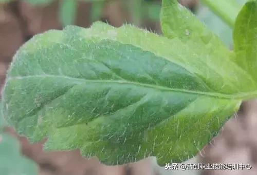 豌豆种植过程中，潜叶蝇以幼虫形式侵害叶片