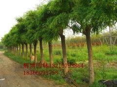 12公分白蜡树价格揭秘