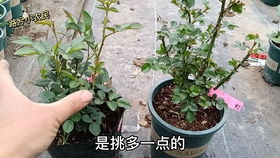 如何知道月季需要施肥