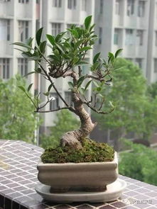 清香木桩盆景如何浇水才能保持最佳状态