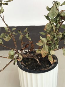 栀子叶干枯了如何挽救