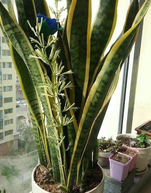 招财树淋雨无妨，浇水更旺财！