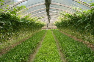 避免蚜虫， 选对植物