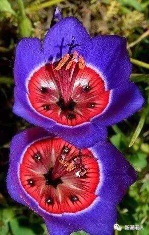 没有花种子，如何从无到有