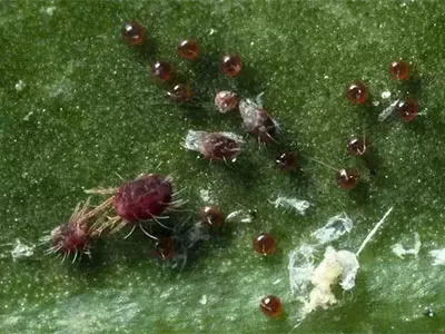 番茄红蜘蛛的烦恼：阿维菌素来帮忙