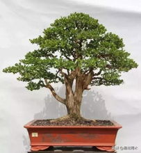 黄杨的种类，你认识几种？