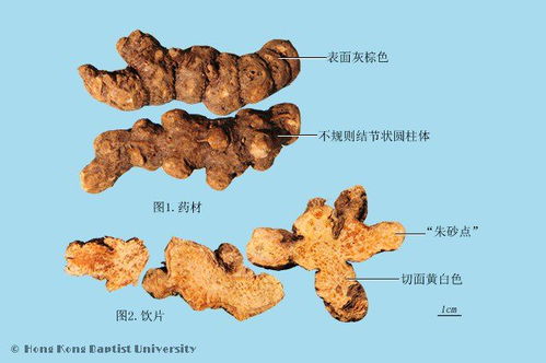 北苍术高产种植技术如何实现高效产量与品质的双重提升？