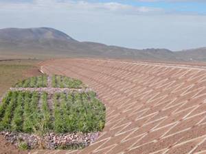 其他病虫害的弱点