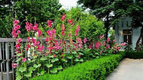 蜀葵：高挑的花朵，四季绽放