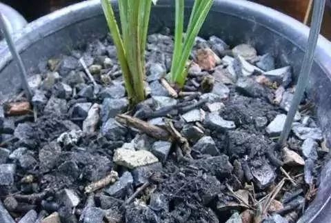 树莓生病了 杀虫剂来帮忙