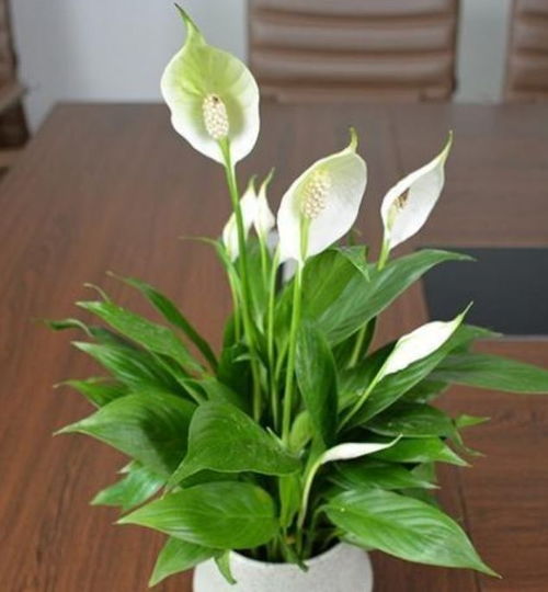 叶片发黄？分分钟解决