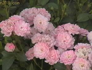 月季的光照小秘密