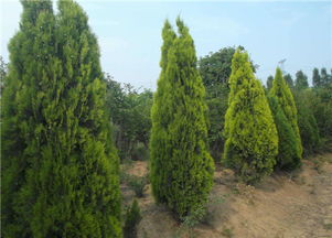 侧柏种子的小秘密：每克有多少粒？