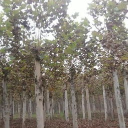 价格波动， 几家欢喜几家愁