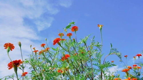 自然之美， 一扫即得