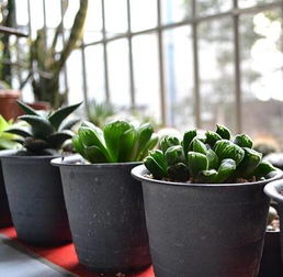 金钱树浇水秘诀：透浇无积水，养花必备！