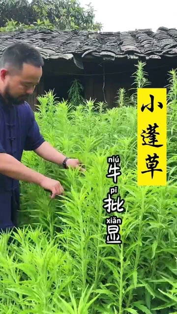光辉岁月，替代方案推荐