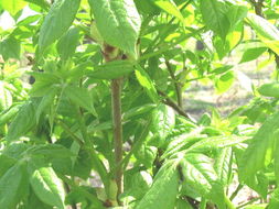 刺五加二年苗价格揭秘：一株多少钱？