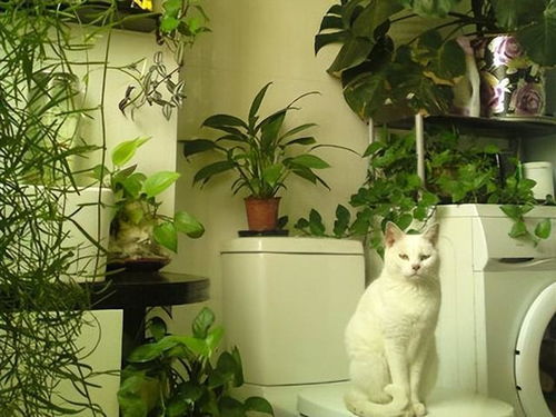 背阴角落种什么草花好？让我来告诉你！