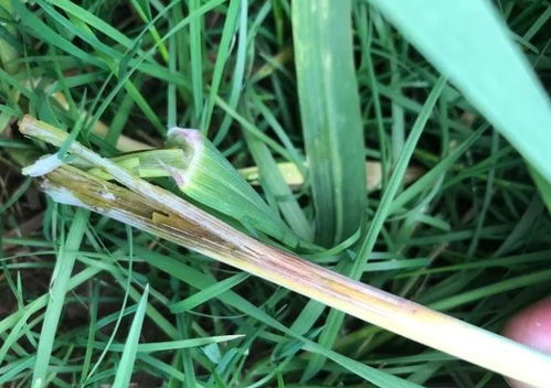 小麦叶子发黄，除草剂后会不会死掉？