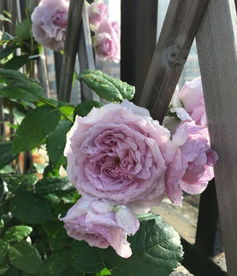 薰衣草花环月季介绍