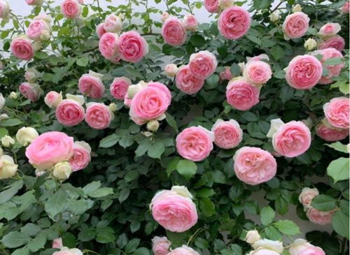 红色达芬奇：色彩斑斓的使者