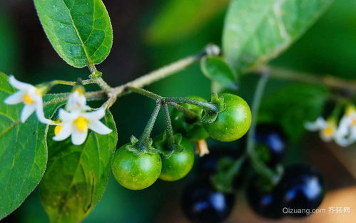 为什么效果不一样？