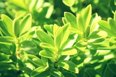 茶花叶子发黄，如何对症下药