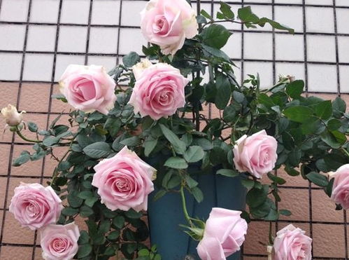 月季开花小秘籍：新手如何浇水施肥