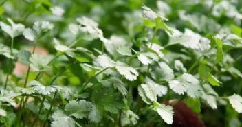 智嫩滴灌系统：智慧种植新风尚