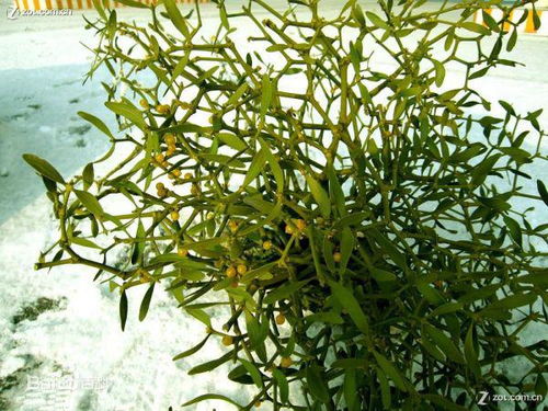 松树在高速绿化带中的应用