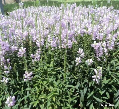 花卉种子如何挑选才能提高发芽率？