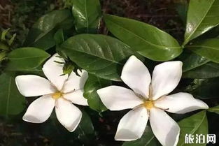 金丝桃迷宫，拍照神器