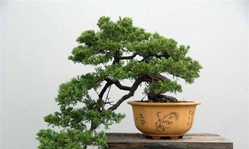 打造悬崖式造型，别用铁丝硬掰！