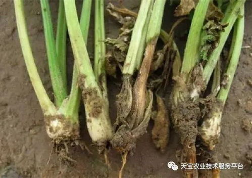 混播才是王道，黄金比例记好了