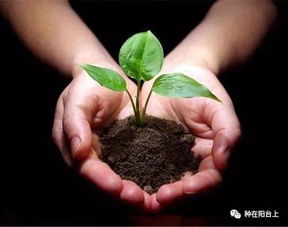 肥料使用技巧，让你的花卉茁壮成长！