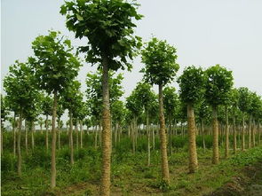 江西苗木公司排名大揭秘，哪家口碑Zui好？