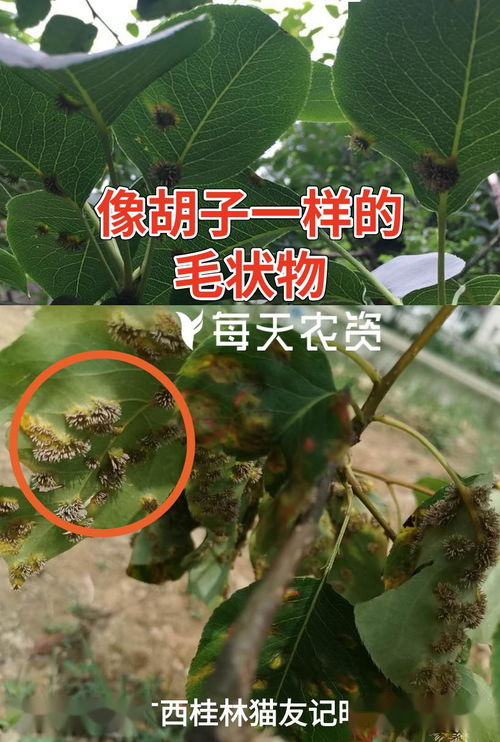 梨园锈病：祸害不止， 防治在即