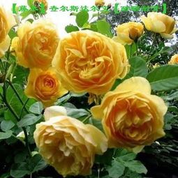 超级耐阴的月季品种，你值得拥有