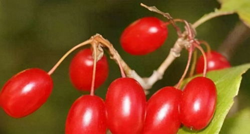 误区三：返青水越早浇越好， 返青肥越早施越好
