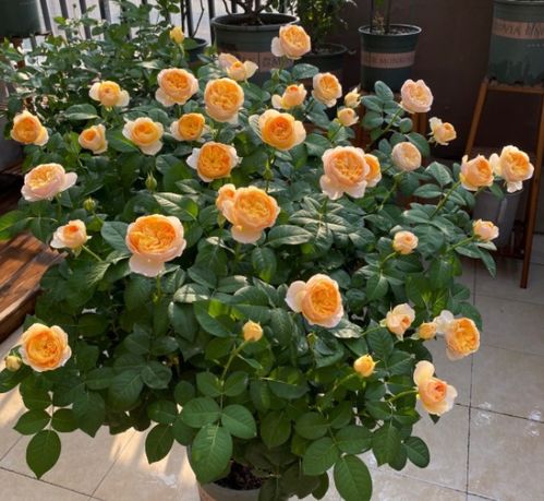 秋天养护小贴士：停氮肥， 控水促枝条老化