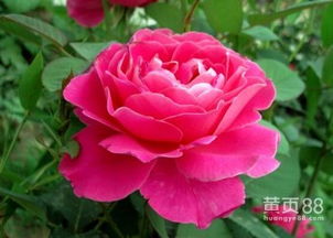 红宝石月季：热情奔放的阳台小花