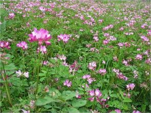 种植技巧， 早知道早受益