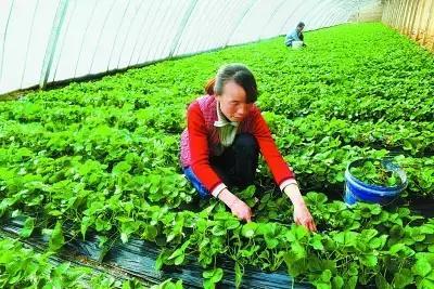 香菜除草， 还有这些小技巧