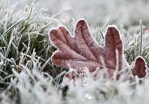 枯萎的小苗：绘画中的生命力丧失