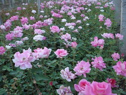 秋季月季苗木施肥，您是否也陷入了这七大误区之一？