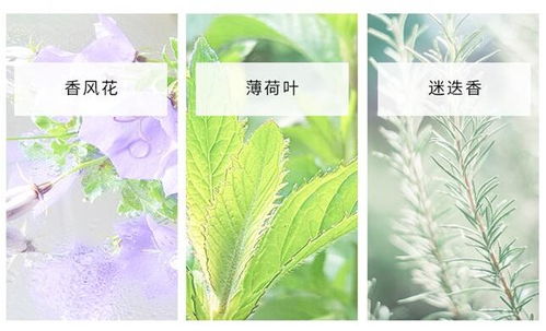 薄荷叶烟草：清新与甜味的结合