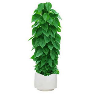 绿植租摆：古城西安的绿色艺术之旅