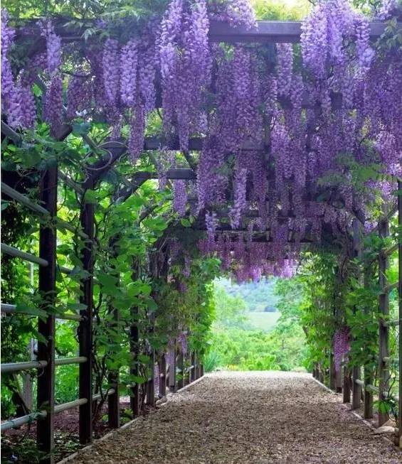 防水，紫藤种植的必修课